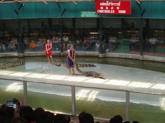 028-Шоу с крокодилами